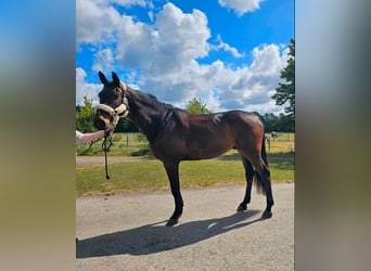Holstein, Gelding, 9 years, 17,2 hh, Bay-Dark