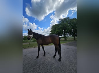 Holstein, Gelding, 9 years, 17,2 hh, Bay-Dark