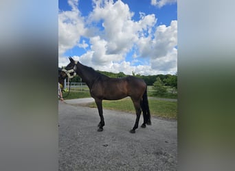 Holstein, Gelding, 9 years, 17,2 hh, Bay-Dark