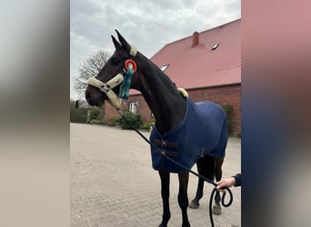 Holstein, Gelding, 9 years, 17,2 hh, Bay-Dark