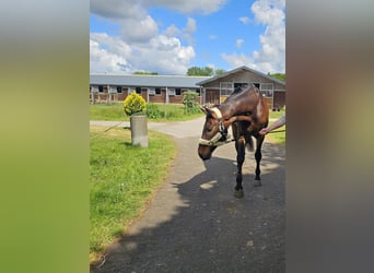 Holstein, Gelding, 9 years, 17,2 hh, Bay-Dark