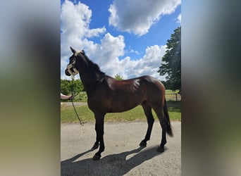 Holstein, Gelding, 9 years, 17,2 hh, Bay-Dark
