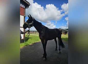 Holstein, Gelding, 9 years, 17,2 hh, Bay-Dark