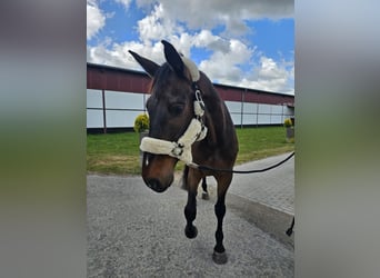 Holstein, Gelding, 9 years, 17,2 hh, Bay-Dark