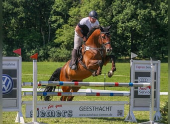 Holstein, Gelding, 9 years, 18 hh, Brown