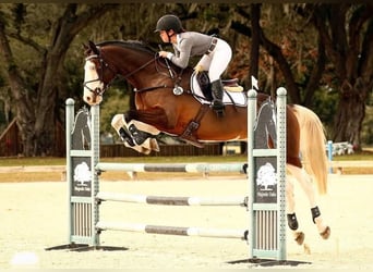 Holstein, Gelding, 9 years, Tobiano-all-colors