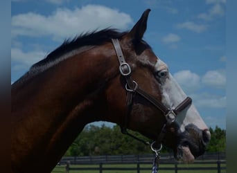 Holstein, Gelding, 9 years, Tobiano-all-colors