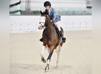 Holstein, Gelding, 9 years, Tobiano-all-colors