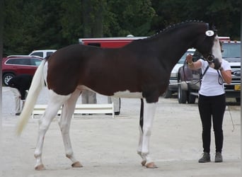 Holstein, Gelding, 9 years, Tobiano-all-colors