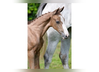 Holstein, Gelding, Foal (06/2025)