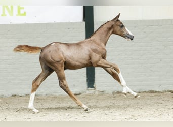 Holstein, Gelding, Foal (06/2025)