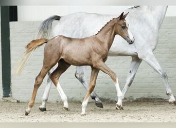 Holstein, Gelding, Foal (06/2025)