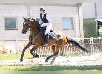 Holstein, Giumenta, 10 Anni, 160 cm, Baio