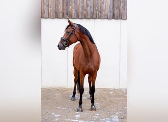 Holstein, Giumenta, 10 Anni, 164 cm, Baio