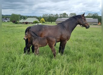 Holstein, Giumenta, 10 Anni, 165 cm