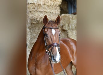 Holstein, Giumenta, 10 Anni, 165 cm, Sauro