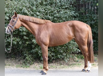 Holstein, Giumenta, 10 Anni, 165 cm, Sauro