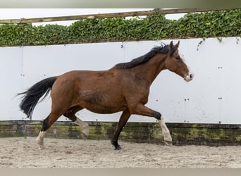 Holstein, Giumenta, 10 Anni, 168 cm, Baio
