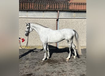 Holstein, Giumenta, 10 Anni, 172 cm, Grigio