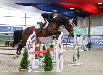 Holstein, Giumenta, 10 Anni, 184 cm, Baio