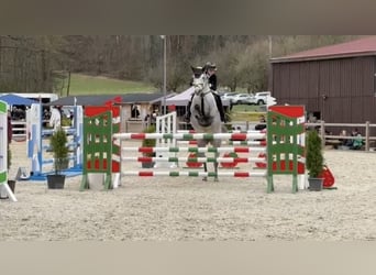 Holstein, Giumenta, 11 Anni, 165 cm, Grigio