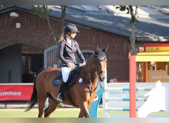 Holstein, Giumenta, 11 Anni, 166 cm, Baio