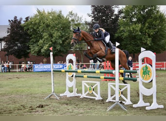 Holstein, Giumenta, 11 Anni, 166 cm, Baio