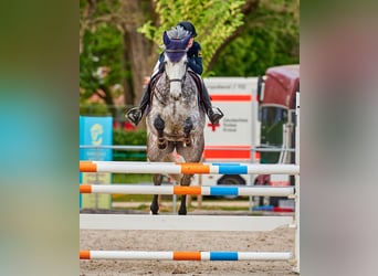 Holstein, Giumenta, 11 Anni, 166 cm, Grigio