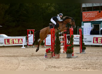 Holstein, Giumenta, 11 Anni, 167 cm, Baio