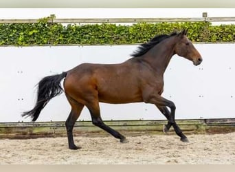 Holstein, Giumenta, 11 Anni, 167 cm, Baio