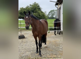 Holstein, Giumenta, 11 Anni, 169 cm, Baio