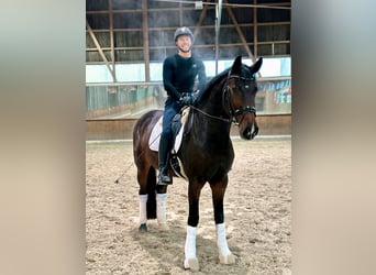 Holstein, Giumenta, 11 Anni, 169 cm