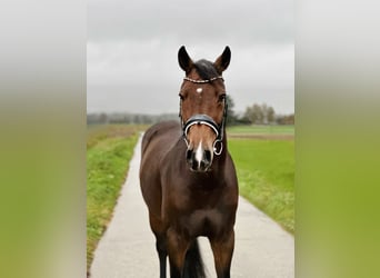 Holstein, Giumenta, 11 Anni, 169 cm