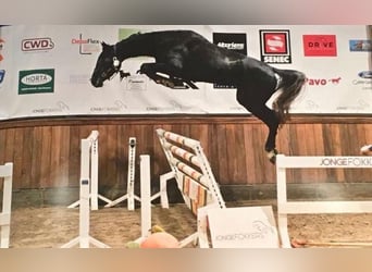 Holstein, Giumenta, 11 Anni, 170 cm, Leardo