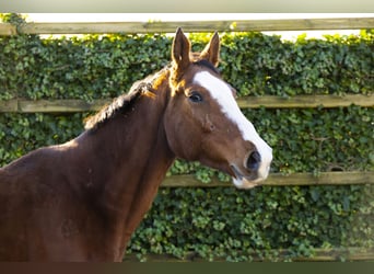 Holstein, Giumenta, 12 Anni, 164 cm, Baio