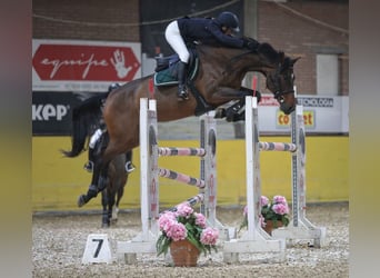 Holstein, Giumenta, 12 Anni, 167 cm, Baio