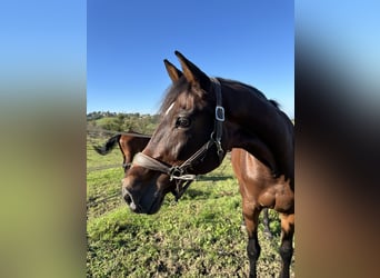 Holstein, Giumenta, 12 Anni, 167 cm, Baio