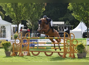 Holstein, Giumenta, 12 Anni, 168 cm, Sauro