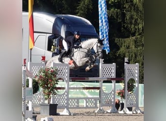Holstein, Giumenta, 12 Anni, 178 cm, Grigio
