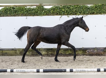 Holstein, Giumenta, 13 Anni, 160 cm