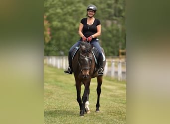 Holstein, Giumenta, 13 Anni, 162 cm, Baio