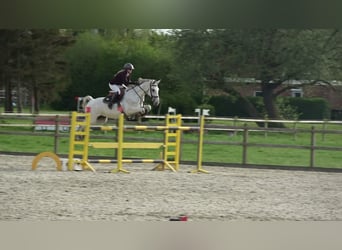 Holstein, Giumenta, 13 Anni, 164 cm, Grigio