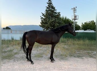 Holstein, Giumenta, 13 Anni, 164 cm, Morello