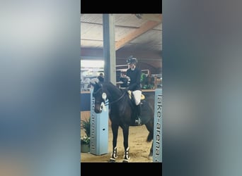 Holstein, Giumenta, 13 Anni, 165 cm, Baio scuro