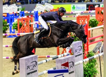 Holstein, Giumenta, 13 Anni, 166 cm, Baio scuro