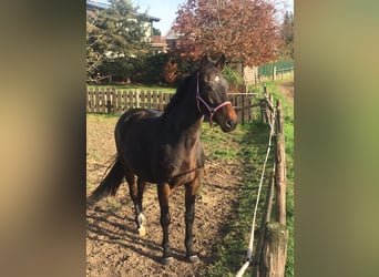 Holstein, Giumenta, 13 Anni, 166 cm, Baio scuro