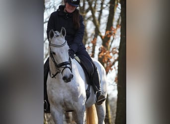 Holstein, Giumenta, 13 Anni, 168 cm, Grigio