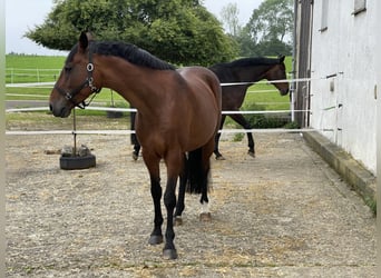 Holstein, Giumenta, 13 Anni, 169 cm, Baio