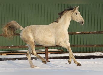 Holstein, Giumenta, 13 Anni, 170 cm, Grigio