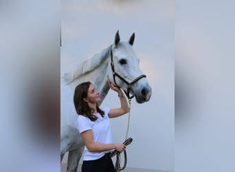 Holstein, Giumenta, 13 Anni